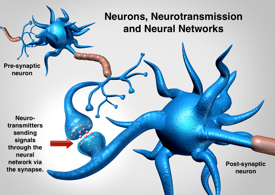 Biological Approach "Additional Terms" | IB Psychology